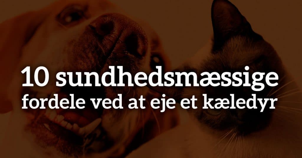 10 sundhedsmæssige fordele ved at eje et kæledyr