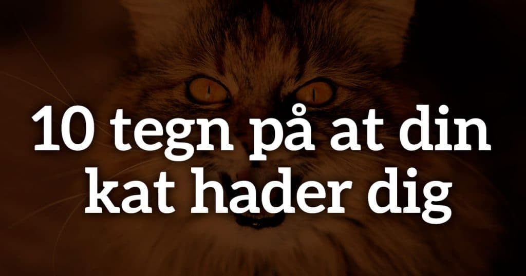 Tegn på at din kat hader dig – se disse 10 advarselstegn