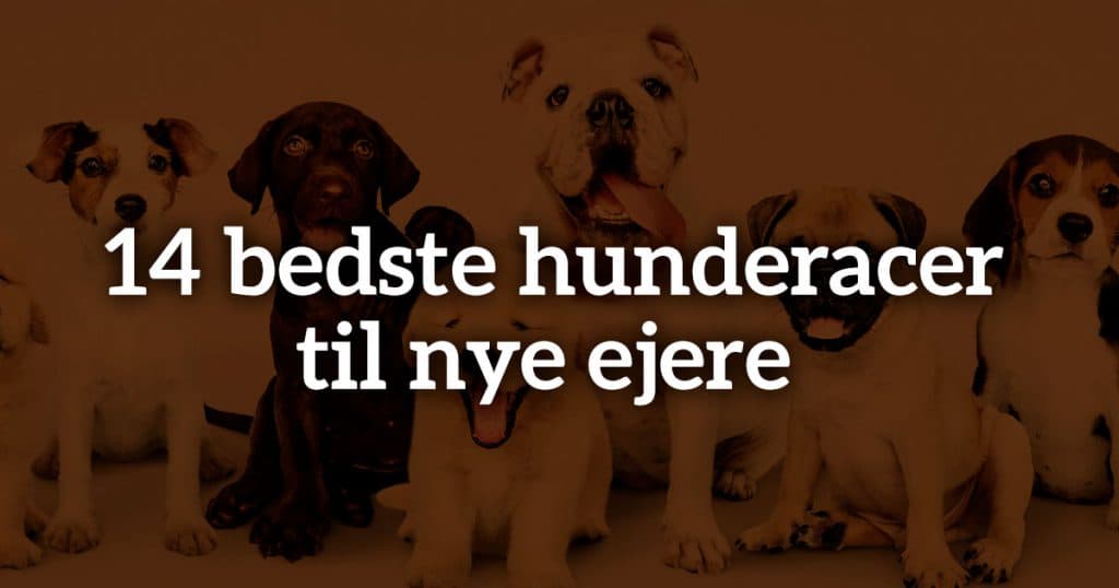 De 14 bedste hunderacer til nye ejere