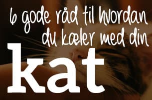 6 gode råd til hvordan du kæler med din kat
