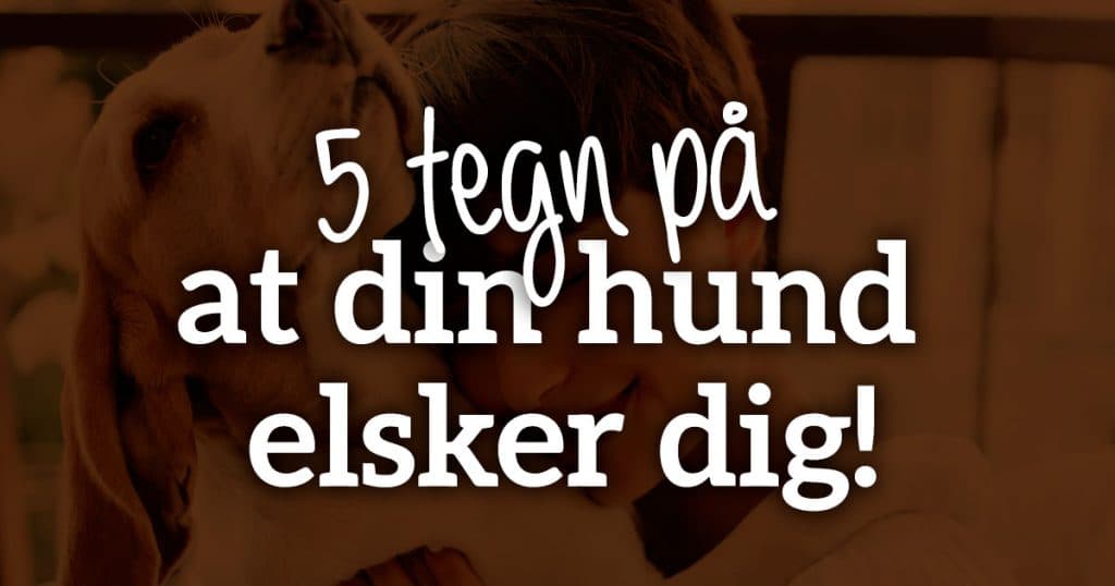 6 tegn på at din hund elsker dig – sådan viser den kærlighed