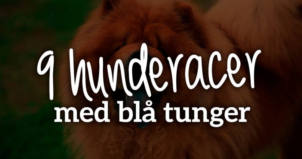 9 hunde med blå tunger