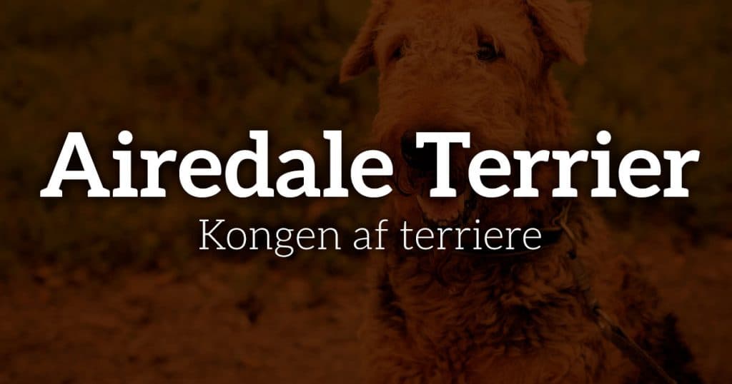 Airedale Terrier: Kongen af terriere