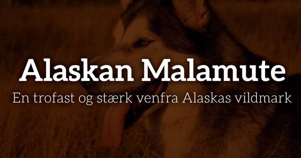 Alaskan Malamute: En trofast og stærk ven fra Alaskas vildmark