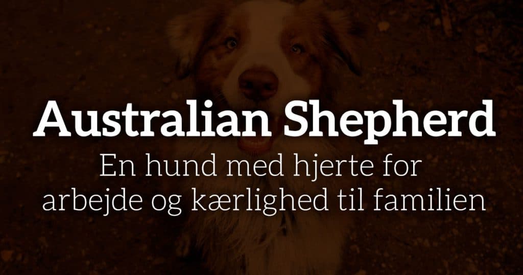 Australian Shepherd: Hjerte for arbejde og kærlighed til familien