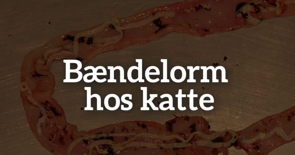 Bændelorm hos katte