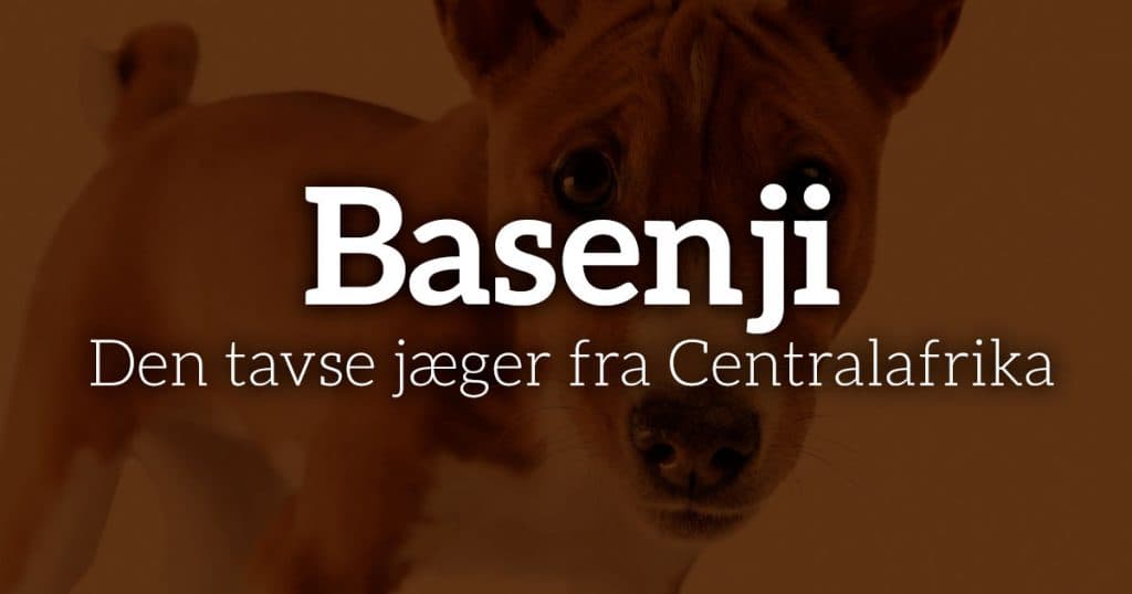 Basenji: Den tavse jæger fra Centralafrika