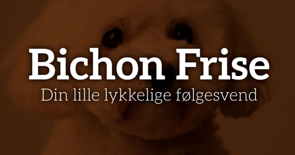 Bichon Frise – Din lille lykkelige følgesvend