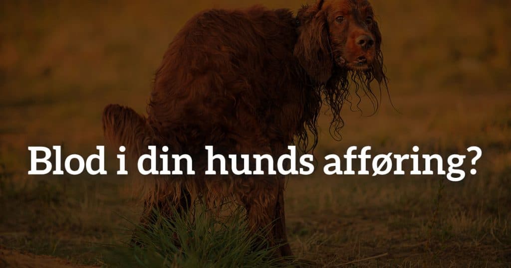 Blod i din hunds afføring