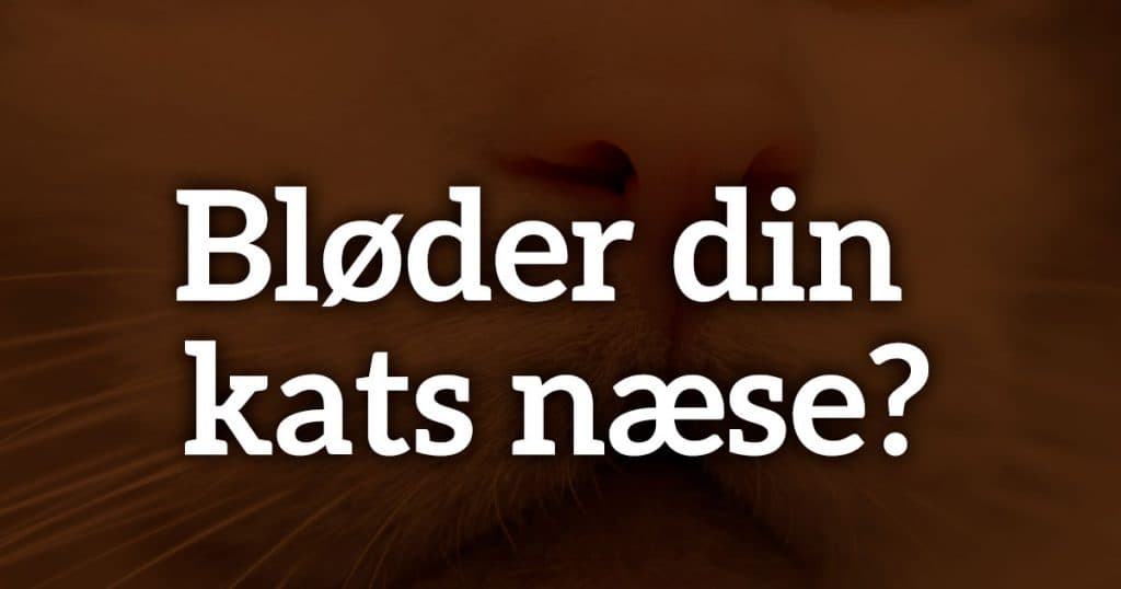 Bløder din kats næse?