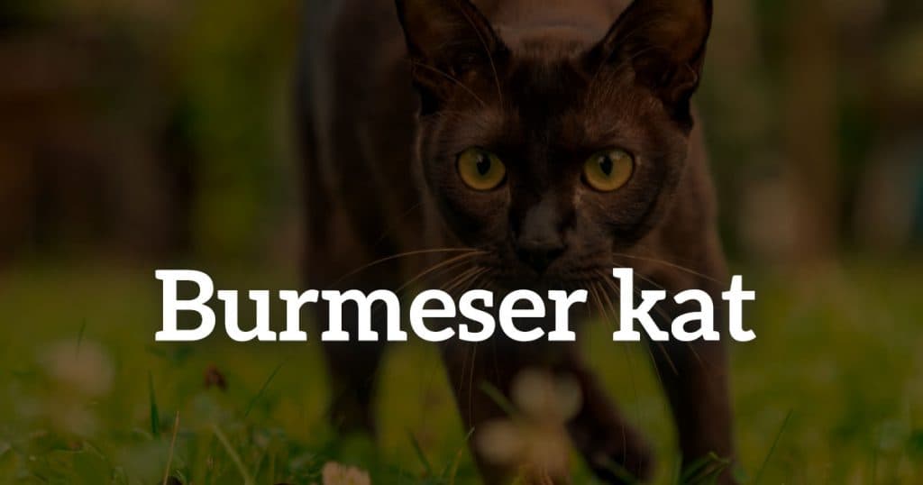 Burmeser kat
