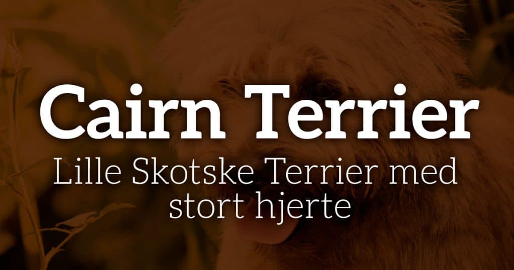Cairn Terrier: Lille Skotske Terrier med stort hjerte