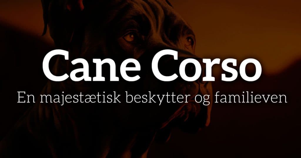 Cane Corso: En majestætisk beskytter og familieven