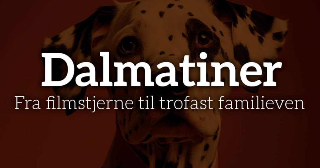 Dalmatiner: Fra filmstjerne til trofast familieven