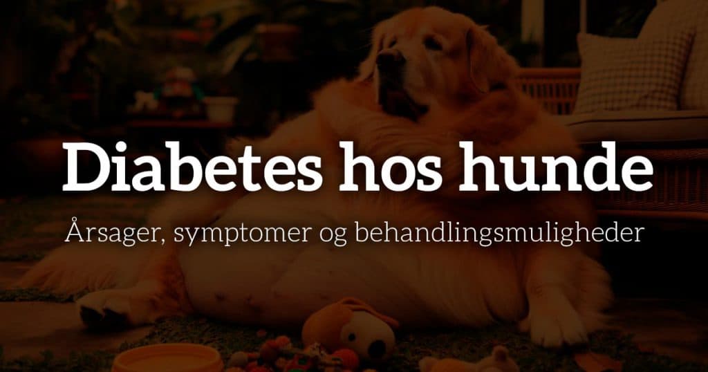 Diabetes hos hunde: Årsager, symptomer og behandlingsmuligheder