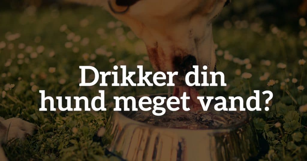 Drikker din hund meget vand?