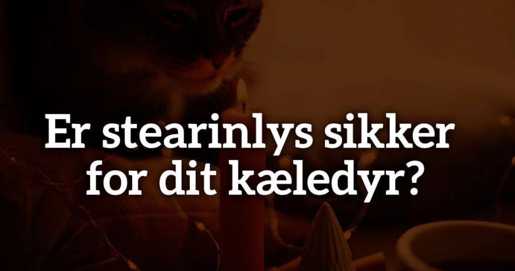 Er stearinlys sikker for dit kæledyr?