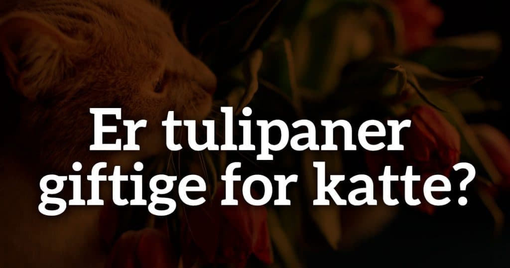 Er tulipaner giftige for katte?