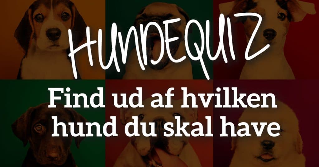 Find ud af hvilken hund du skal have