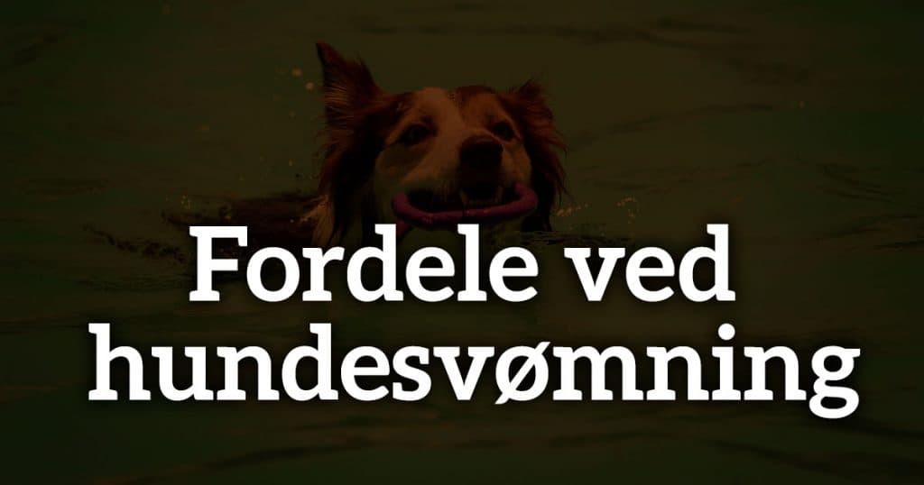 Er svømning godt for hunde? Fordele ved hundesvømning og hydroterapi