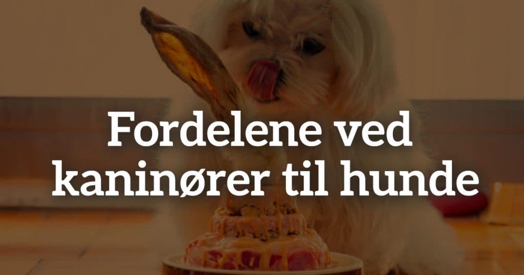 Fordelene ved kaninører til hunde