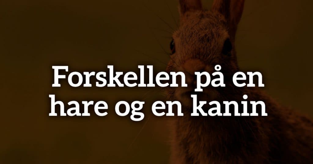 Forskellen på en hare og en kanin