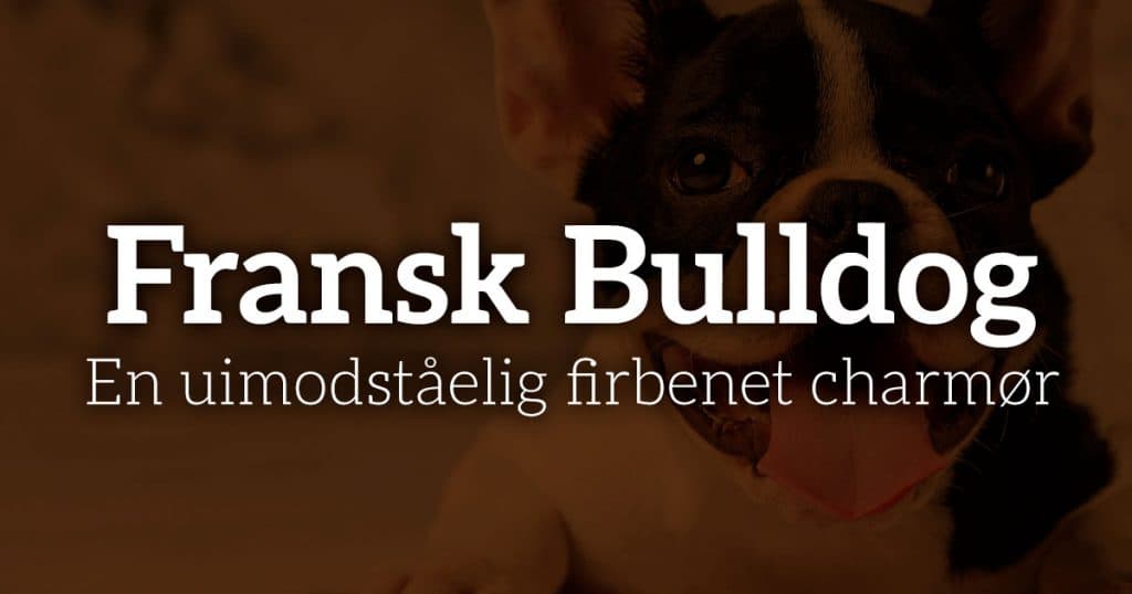 Fransk Bulldog: En uimodståelig firbenet charmør
