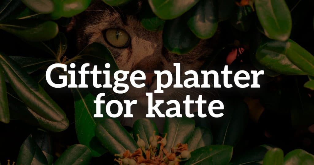 Giftige planter for katte