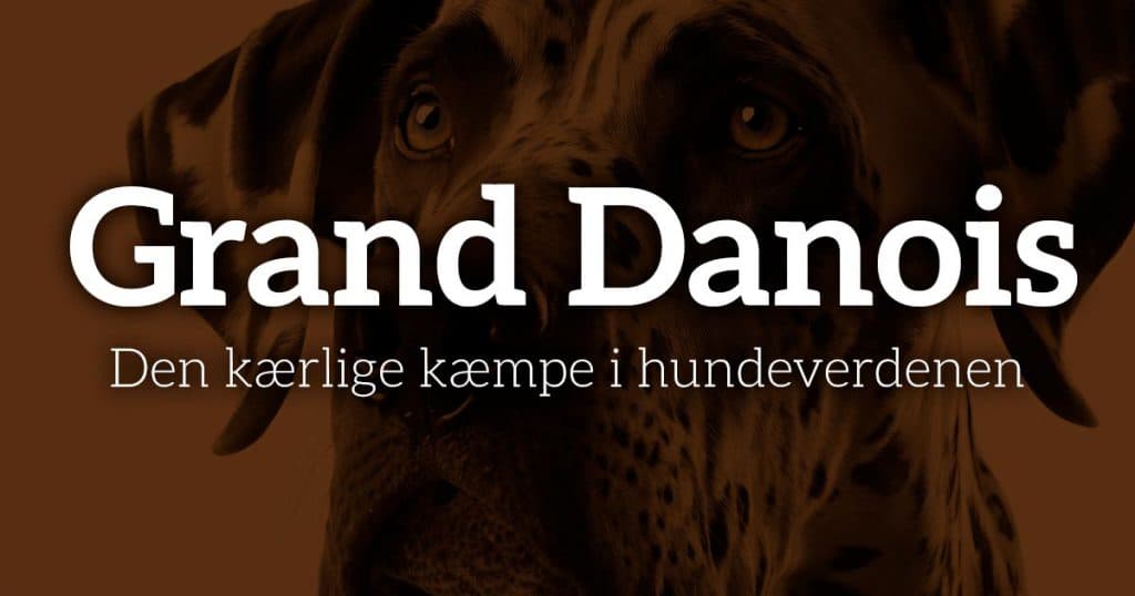 Grand Danois: Den kærlige kæmpe i hundeverdenen