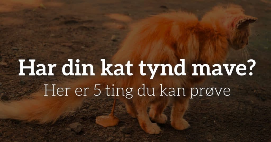 Har din kat tynd mave?