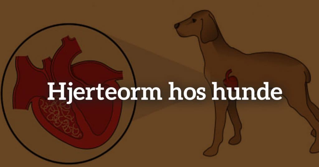 Hjerteorm hos hunde