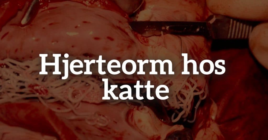 Hjerteorm hos katte