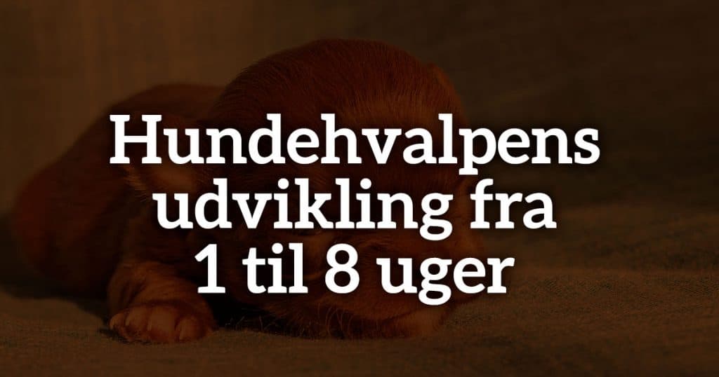 Hundehvalpens udvikling fra 1 til 8 uger