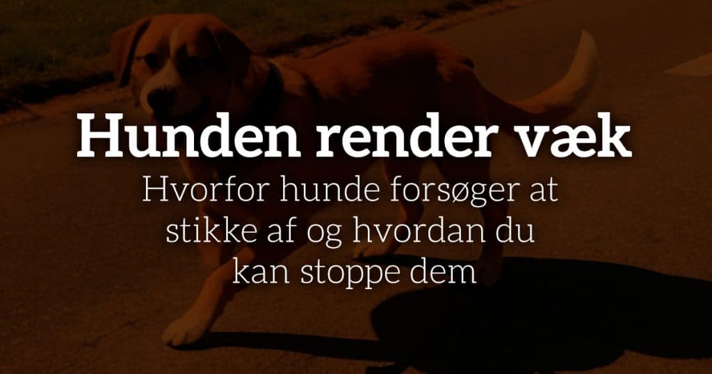 Hunden render væk: Hvorfor hunde forsøger at stikke af og hvordan du kan stoppe dem