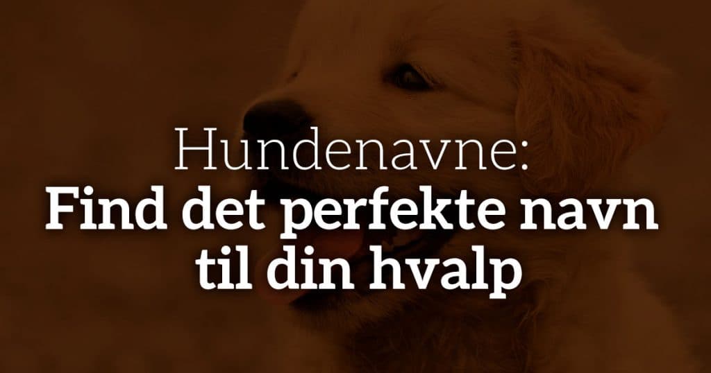 Hundenavne 2024: Find det perfekte navn til din hvalp