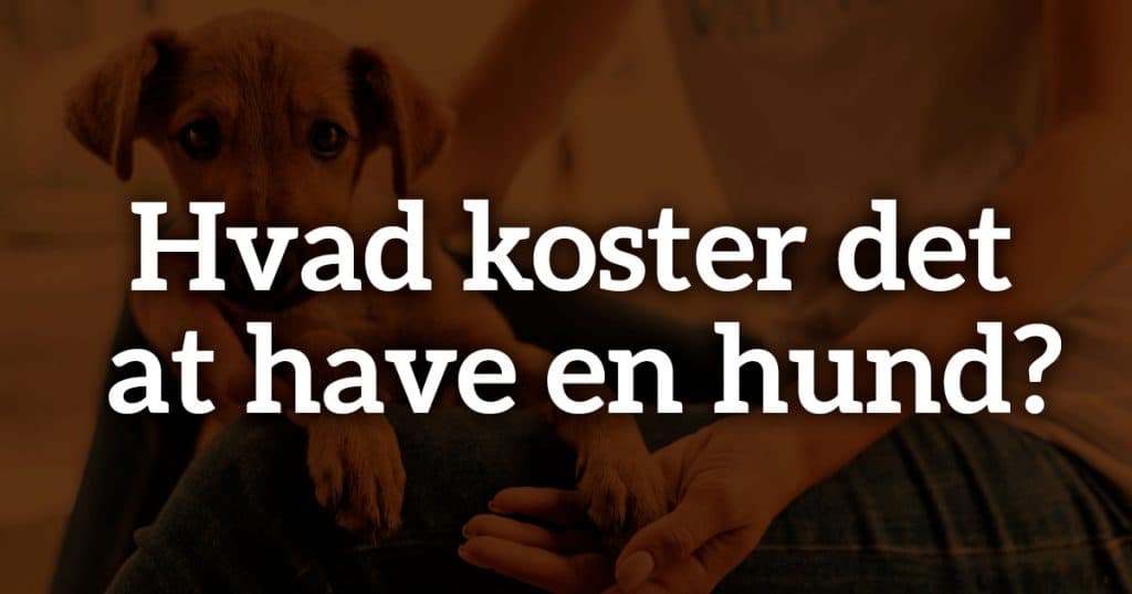 Hvad koster det at have en hund?