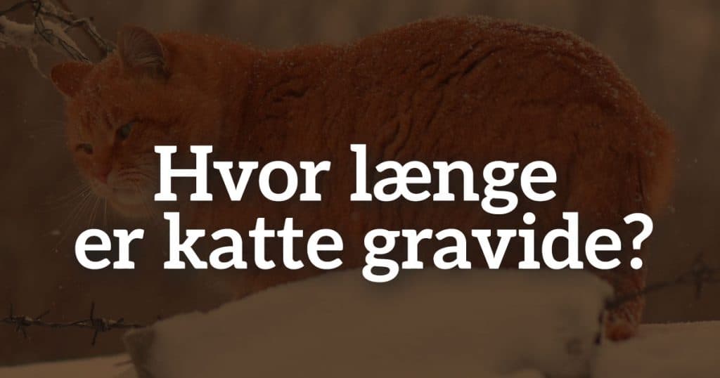 Hvor længe er katte gravide?