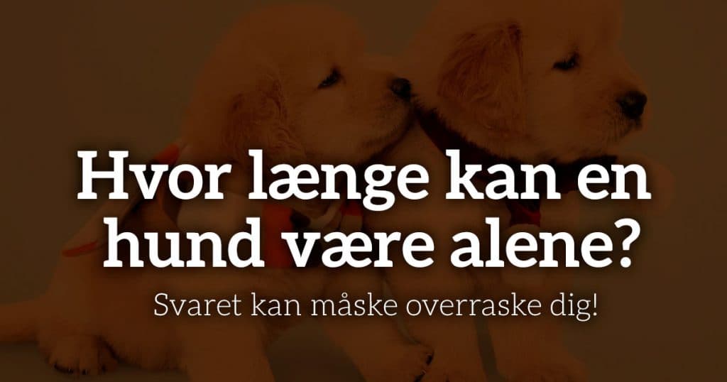 Hvor længe kan en hund være alene?