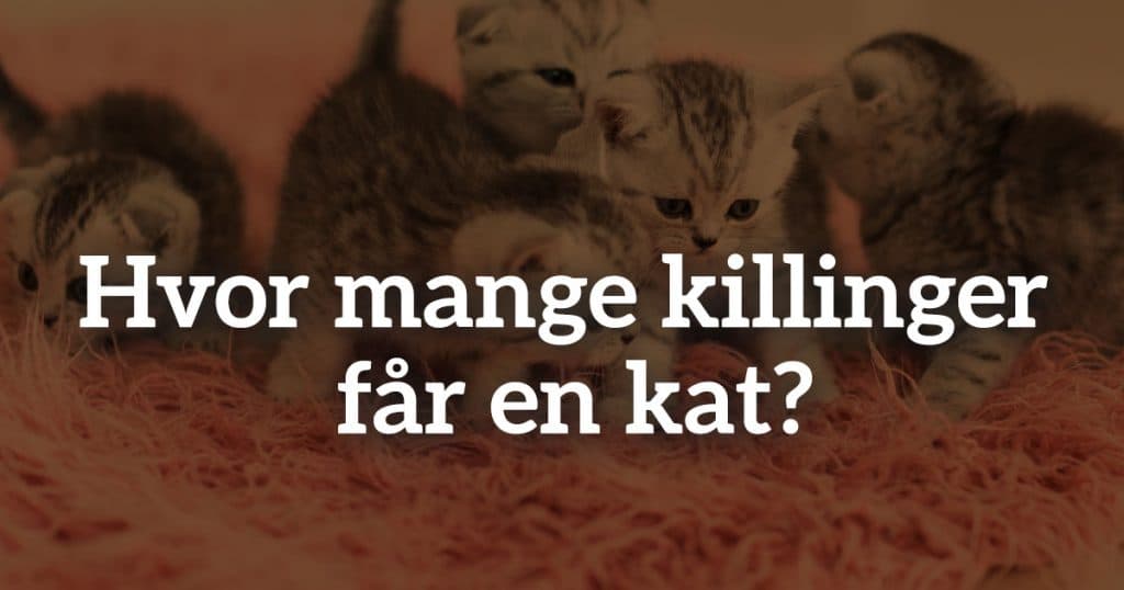 Hvor mange killinger får en kat?