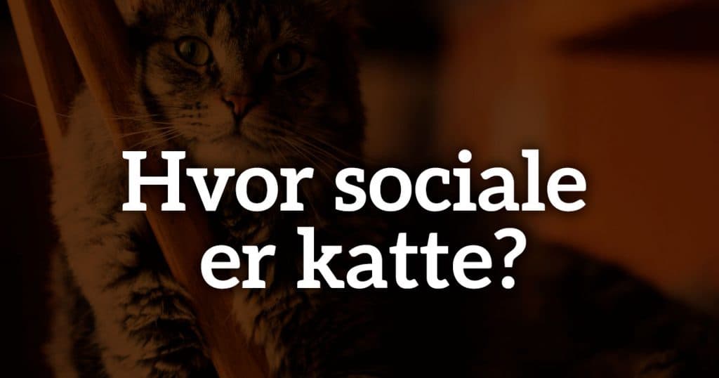 Hvor sociale er katte?