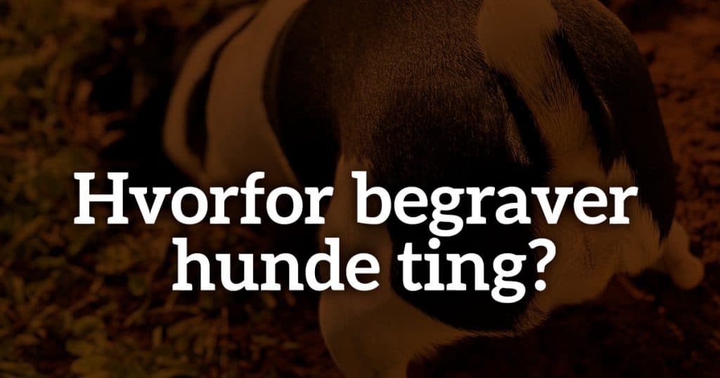 Hvorfor graver hunde ting op?