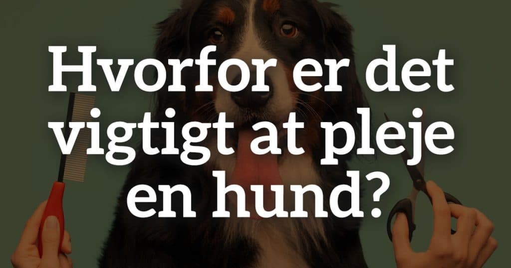 Hvorfor er det vigtigt at pleje en hund?
