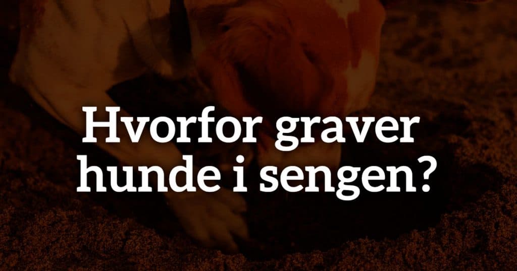 Hvorfor graver hunde i sengen?