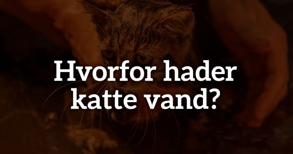Hvorfor hader katte vand? Derfor undgår mange katte at blive våde