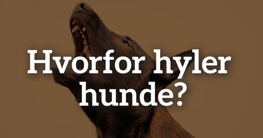 Hvorfor hyler hunde?