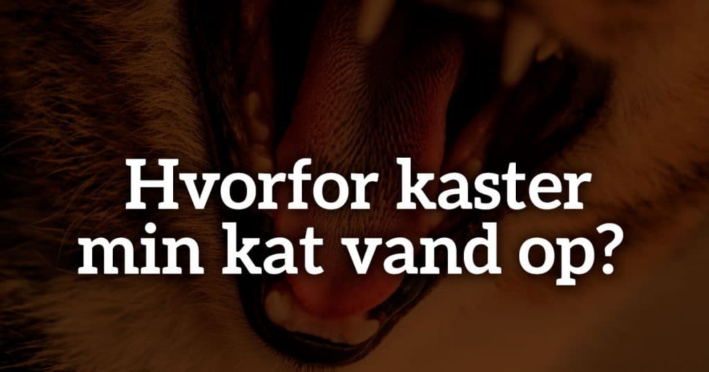 Hvorfor kaster min kat vand op?