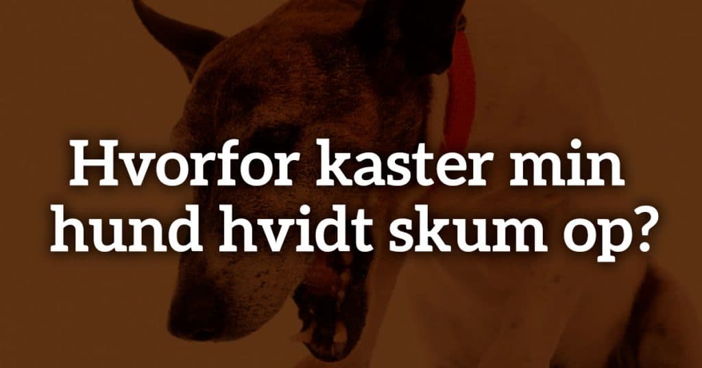 Hvorfor kaster min hund hvidt skum op?