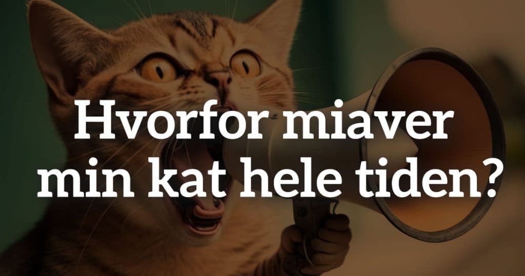 Hvorfor miaver min kat hele tiden?