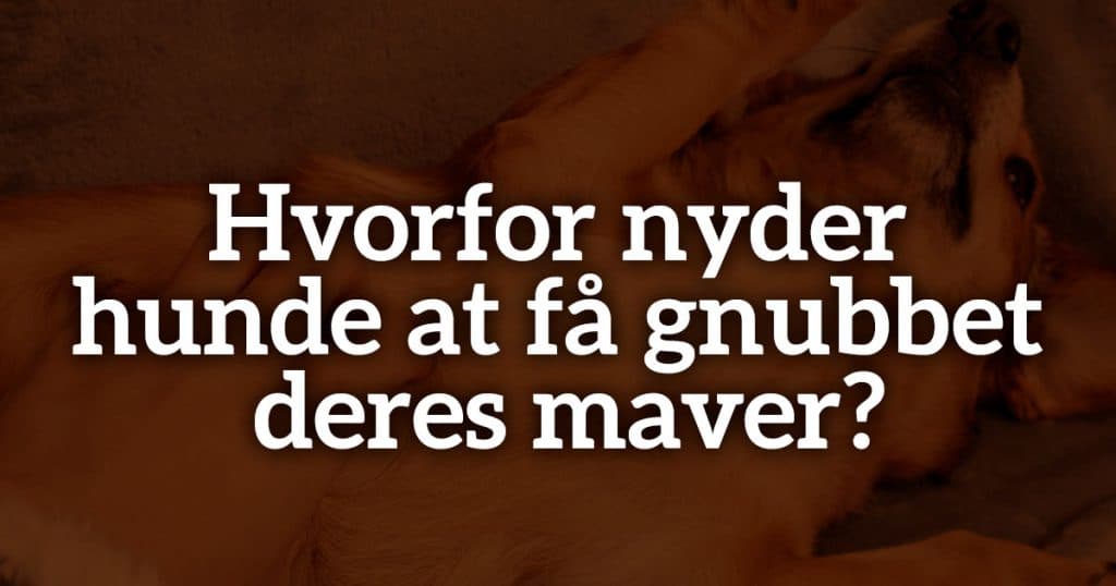 Hvorfor nyder hunde at få gnubbet deres maver?