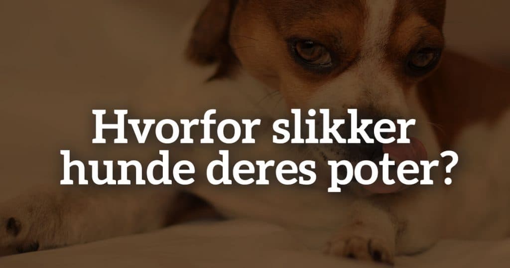 Hvorfor slikker hunde deres poter?